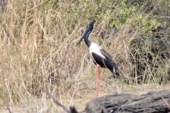 Ephippiorhynchus asiaticus