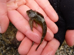 Clinocottus globiceps