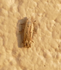 Epiblema separationis