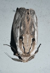 Endoxyla mackeri