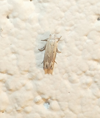 Epiblema separationis