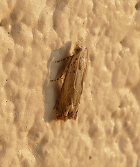 Epiblema separationis