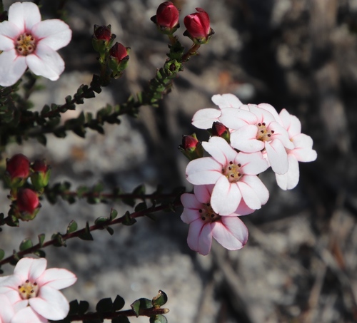 Resin Chinaflower (Adenandra mundiifolia)