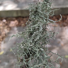 Ramalina stenospora