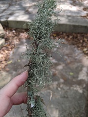Ramalina stenospora