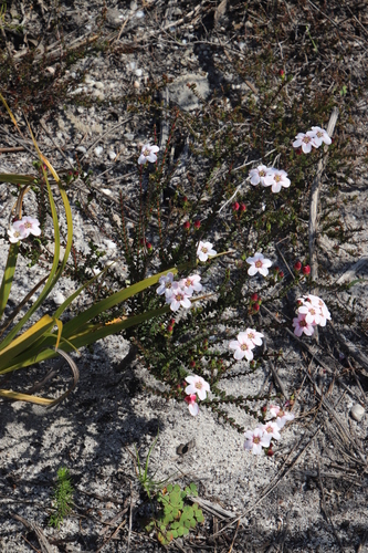 Image of Adenandra mundiifolia by (c) Tony Rebelo, some rights reserved (CC BY-SA)