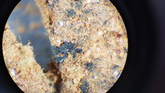 Enchylium coccophorum