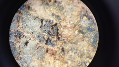 Enchylium coccophorum