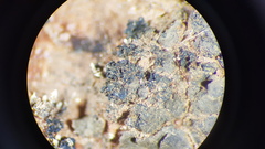 Enchylium coccophorum