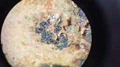 Enchylium coccophorum