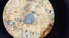 Endocarpon simplicatum