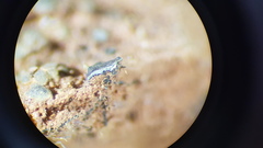 Endocarpon simplicatum