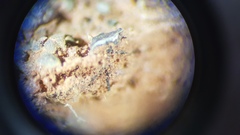 Endocarpon simplicatum