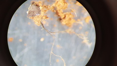 Endocarpon simplicatum