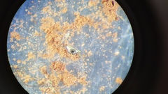 Endocarpon simplicatum