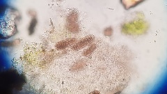 Endocarpon simplicatum