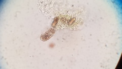 Endocarpon simplicatum