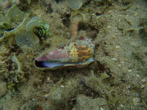 Conus imperialis