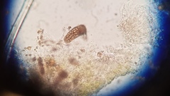 Endocarpon simplicatum