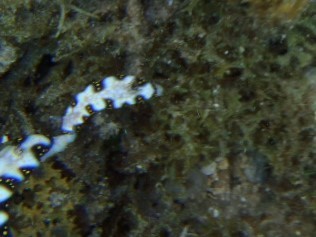 Hypselodoris imperialis