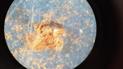 Placidium squamulosum