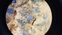 Placidium squamulosum