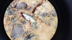 Placidium squamulosum