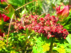 Amaranthus hypochondriacus