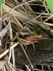 Atlanticus testaceus