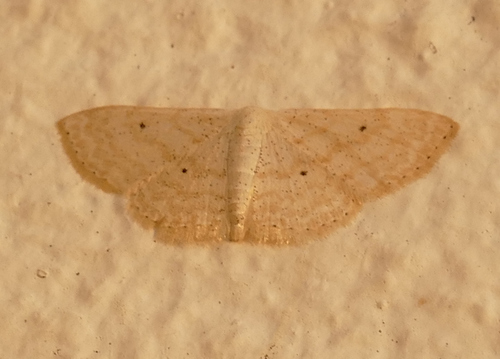 Scopula benitaria photo 3