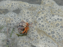 Coenobita violascens