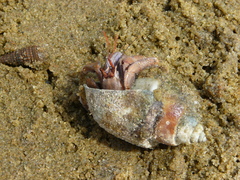 Coenobita violascens