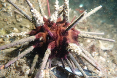 Phyllacanthus parvispinus