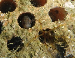 Vincentia novaehollandiae