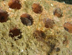 Vincentia novaehollandiae