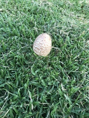 Fungi