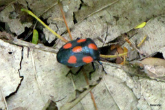 Brachystethus rubromaculatus