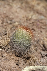 Mammillaria rekoi