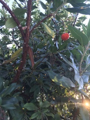 Arbutus unedo