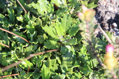 Hermas quinquedentata
