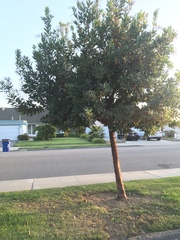 Arbutus unedo