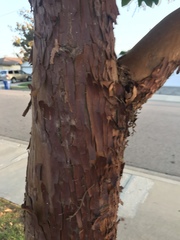 Arbutus unedo
