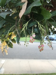 Arbutus unedo