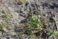 Hermas quinquedentata