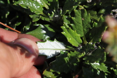Hermas quinquedentata