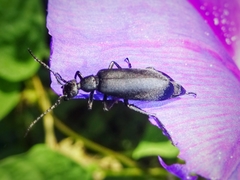 Epicauta leoni
