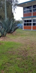 Agave salmiana