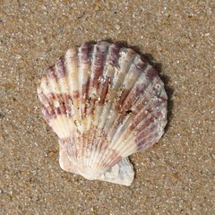 Pecten