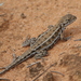 Mallee Dragon - Photo (c) Matt Campbell, some rights reserved (CC BY-NC), uploaded by Matt Campbell