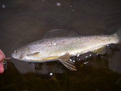 Thymallus arcticus